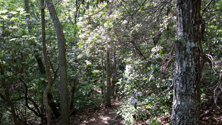 Chattanooga - Prentice Cooper State Forest